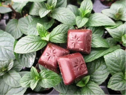 Mentha piperita 'Chocolate'-Mäta Čokoládová