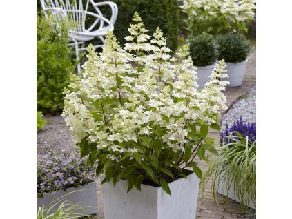 hydrangea confetti hortenzia metlinata1