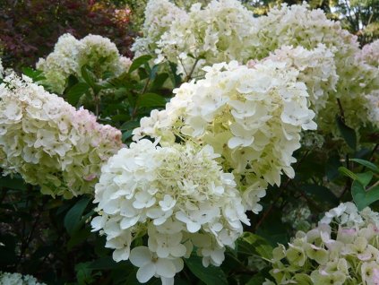 hortenzia metlinata hydrangea paniculata silver dollar2