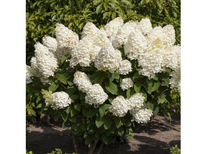 hortenzia metlinata hydrangea paniculata silver dollar1