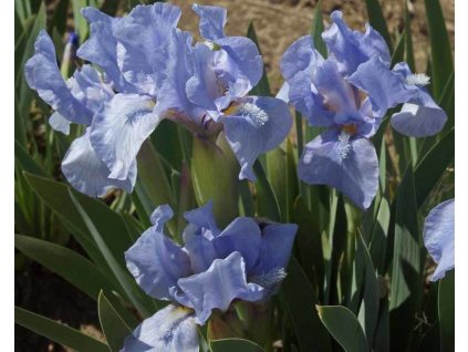 iris pumila l kosatec nizky2