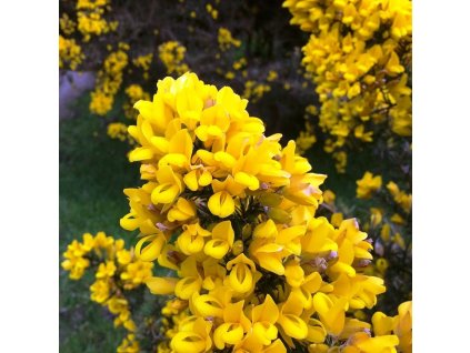 ulex europaeus hlodas europsky2