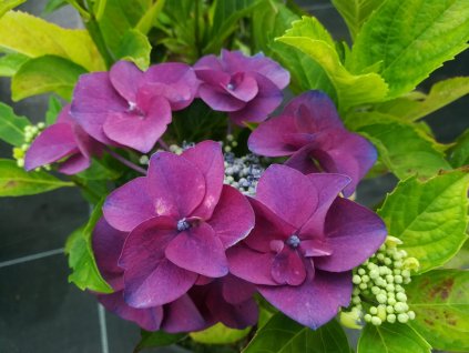 hydrangea macrophylla plat papagei 1 scaled