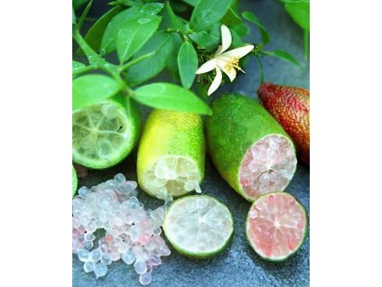 citrus australasica finger lime1