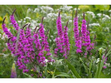 lythrum robert vrbovka2