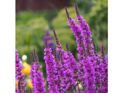 lythrum robert vrbovka1