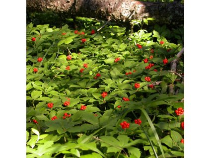 cornus canadensis drien3