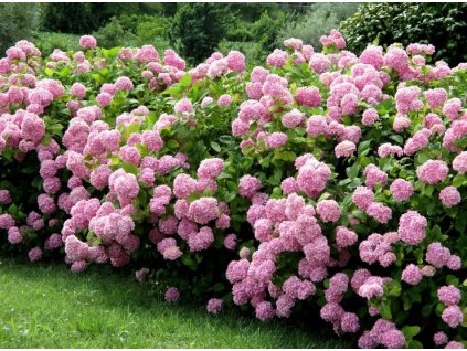 hydrangea a candybelle bubblegum hortenzia4