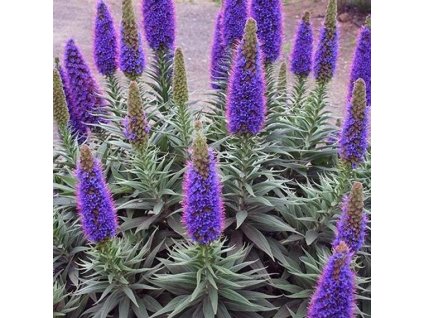 echium hadinec
