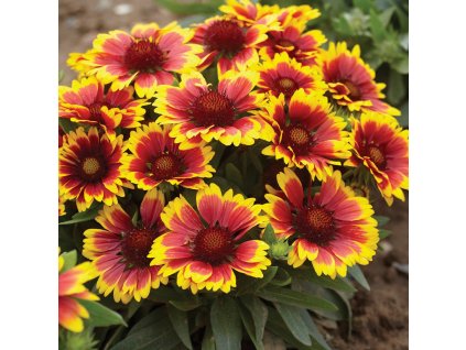 gailardia floarea roata de foc gaillardia arista 2640 1 1497206525