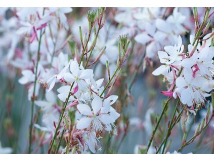 Gaura lindheimeri Whirling Butterflies -AKCIA