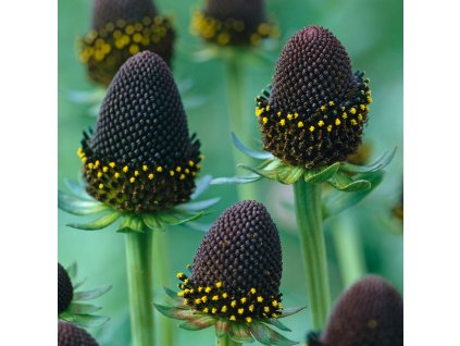 rudbeckiaGreeWiz