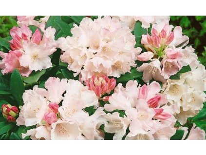 rhododendron dreamland3