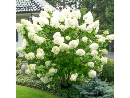 hortenzia polar bear1