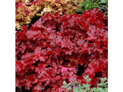 heuchera forever red