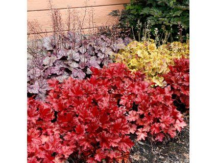 heuchera forever red4