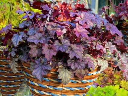 heuchera blackberry jam2