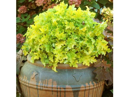 heuchera lime marmalade