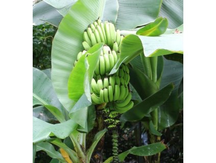 bananovnik dwarf cavendish