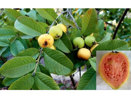 psidium guajava guajava jablkova5