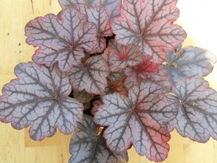 heuchera season s king