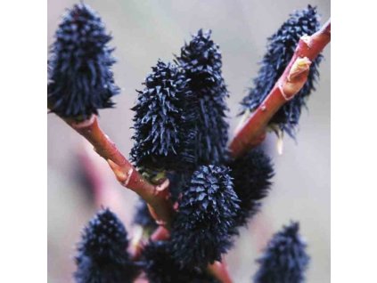 salix gracilistyla melanostachys3