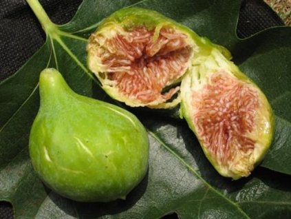 figovnik ficus carica dottato