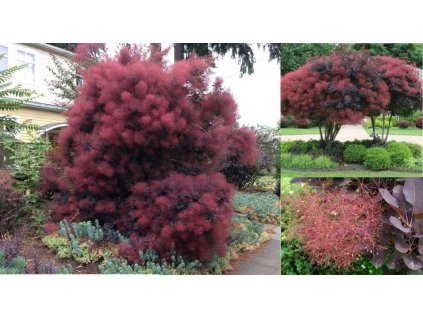 1b6247926d67f5241a34b567db941c2c cotinus royals