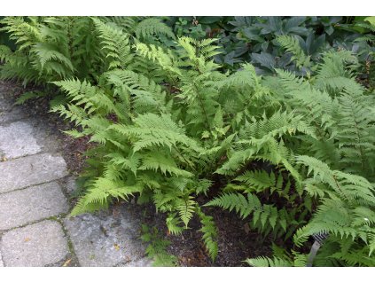 athyrium lady in red papradka samicia3