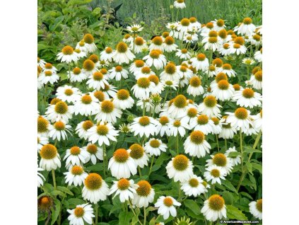 Perennial Echinacea PowWow White Coneflower2