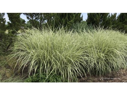 Miscanthus sinensis Variegatus end 01