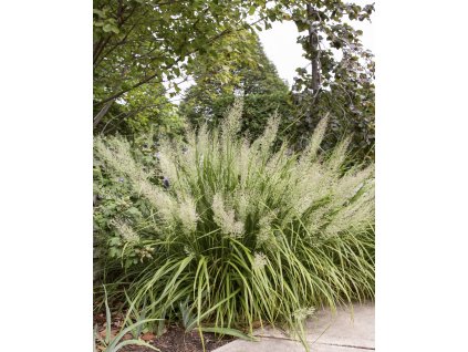 Grass Calamagrostis brachytricha CALBRA SHN 3 A