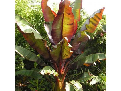 Banana Red Ensete Maurelii