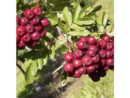 sorbus burka oskorusa