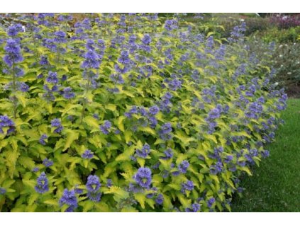 caryopteris x clandonensis worcester gold2