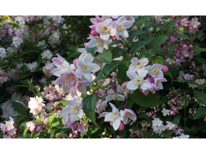 deutzia x rosea2