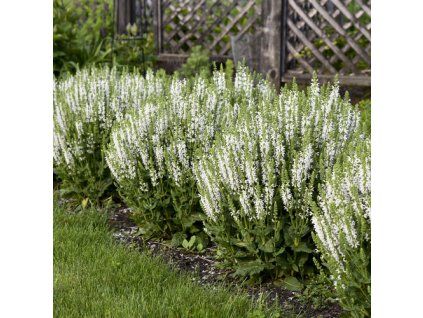 salvia white profusion apj21 1