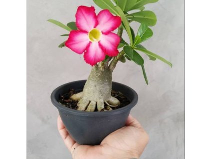 d2842a8d05dfe97d67d9ee43c9d13aed