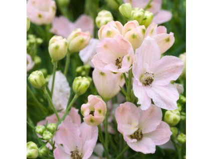 d865f7450188a89e8312b1cde3c11b4b