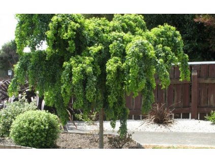 8d8b435fc4d71e1303e7df774f8d72fe