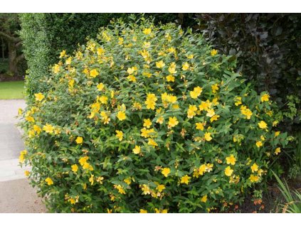 hypericum hidcote lubovnik hidcote3