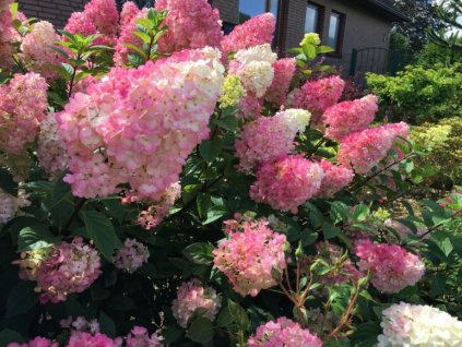 hydrangea vanille fraise hortenzia metlinata3