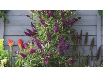 buddleja butterfly tower3