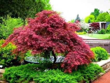 acer garnet