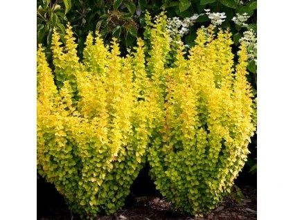 drac thunbergov maria2