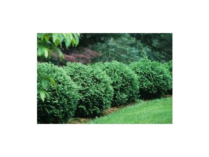 tuja zapadna woodwardii2