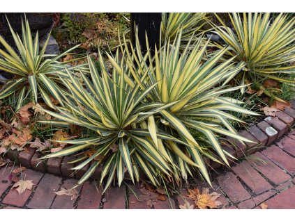 yucca filamentosa color guard