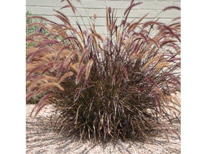pennisetum rubrum perovec3