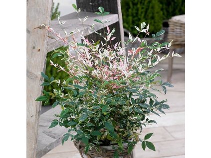 nandina domestica twilight2