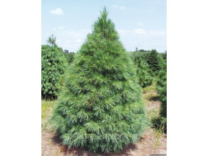 Pinus strobus Fastigiata